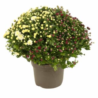 CHRYSANTHEME CARNAVAL P19