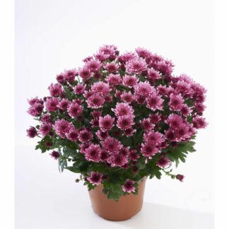 CHRYSANTHEME P15