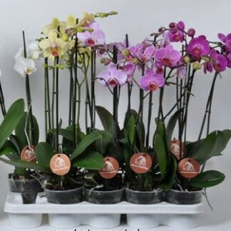 PHALAENOPSIS -12- 2T MIX H60CM