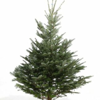 SAPIN DE NOEL NORDMAN COUPE 150CM