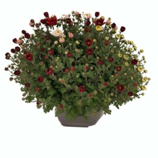 CHRYSANTHEME CARNAVAL COUPE 27CM