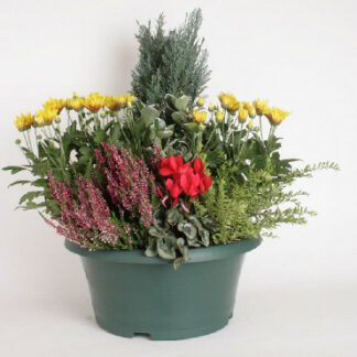 COUPE -40- EXT VERTE