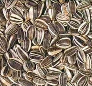 TOURNESOL STRIE 15KG